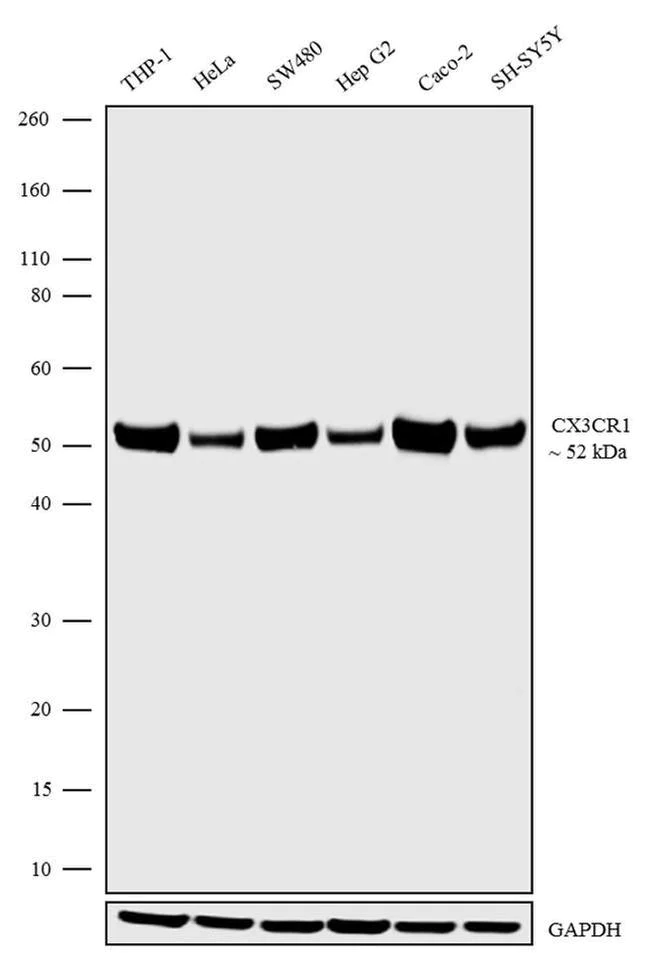 Western blot - Anti-CX3CR1 Antibody [RP23040180] (AB313471)