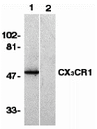 Western blot - CX3CR1 peptide (AB8125)