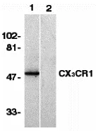 Western blot - CX3CR1 peptide (AB8125)