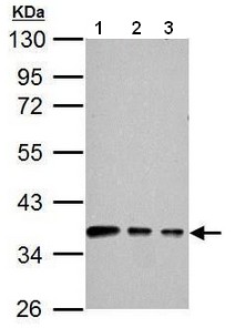 Western blot - Anti-Cx40/GJA5 antibody (AB183648), expandable thumbnail