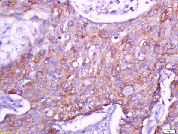Immunohistochemistry (Formalin/PFA-fixed paraffin-embedded sections) - Anti-Cx40/GJA5 antibody (AB213688), expandable thumbnail