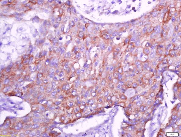 Immunohistochemistry (Formalin/PFA-fixed paraffin-embedded sections) - Anti-Cx40/GJA5 antibody (AB213688)