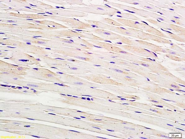 Immunohistochemistry (Formalin/PFA-fixed paraffin-embedded sections) - Anti-Cx40/GJA5 antibody (AB213688), expandable thumbnail