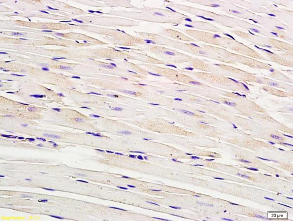 Immunohistochemistry (Formalin/PFA-fixed paraffin-embedded sections) - Anti-Cx40/GJA5 antibody (AB213688)
