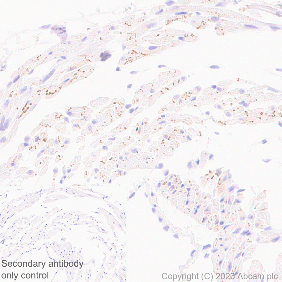 Immunohistochemistry (Formalin/PFA-fixed paraffin-embedded sections) - Anti-Cx40/GJA5 antibody [EPR28370-62] (ab313644), expandable thumbnail