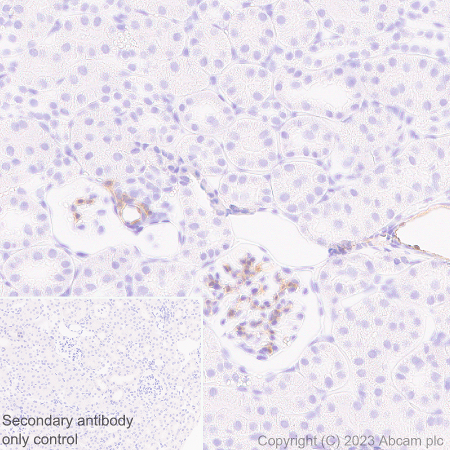 Immunohistochemistry (Formalin/PFA-fixed paraffin-embedded sections) - Anti-Cx40/GJA5 antibody [EPR28370-62] (ab313644), expandable thumbnail