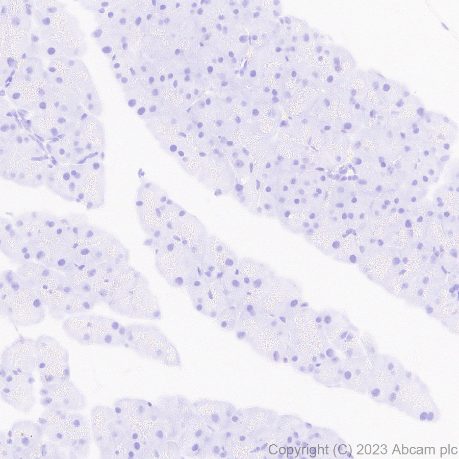 Immunohistochemistry (Formalin/PFA-fixed paraffin-embedded sections) - Anti-Cx40/GJA5 antibody [EPR28370-62] (AB313644), expandable thumbnail