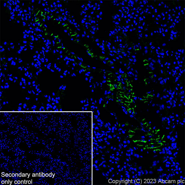 Immunohistochemistry (Frozen sections) - Anti-Cx40/GJA5 antibody [EPR28370-62] (ab313644), expandable thumbnail