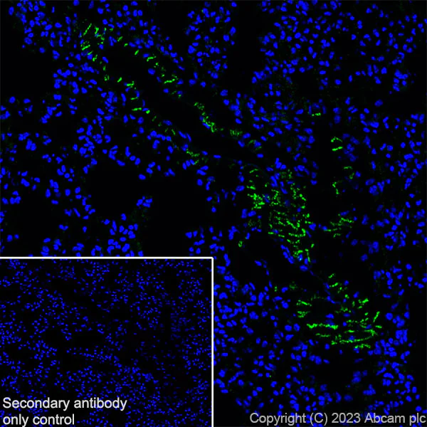 Immunohistochemistry (Frozen sections) - Anti-Cx40/GJA5 antibody [EPR28370-62] (AB313644)