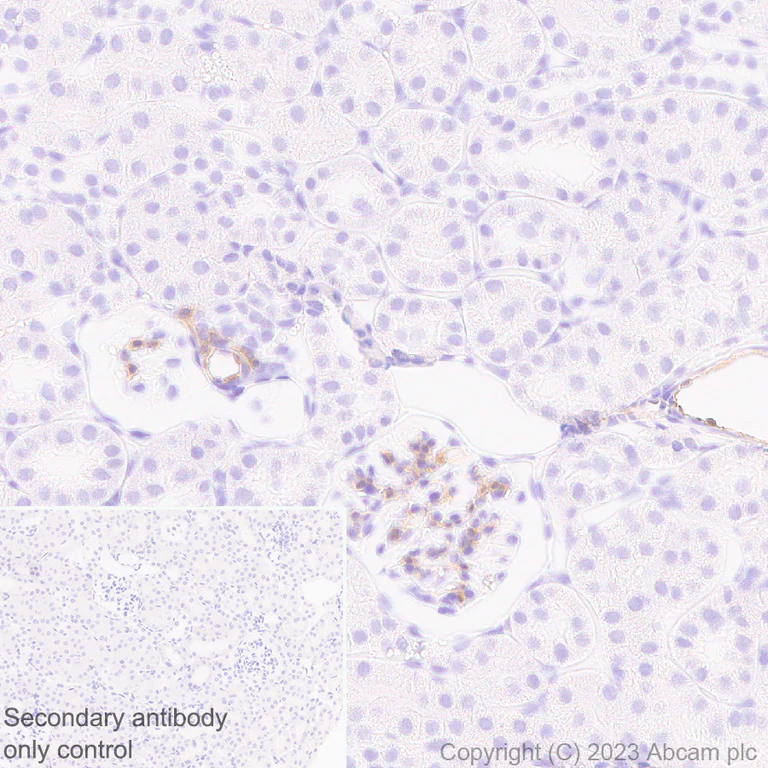 Immunohistochemistry (Formalin/PFA-fixed paraffin-embedded sections) - Anti-Cx40/GJA5 antibody [EPR28370-62] - BSA and Azide free (AB313645)
