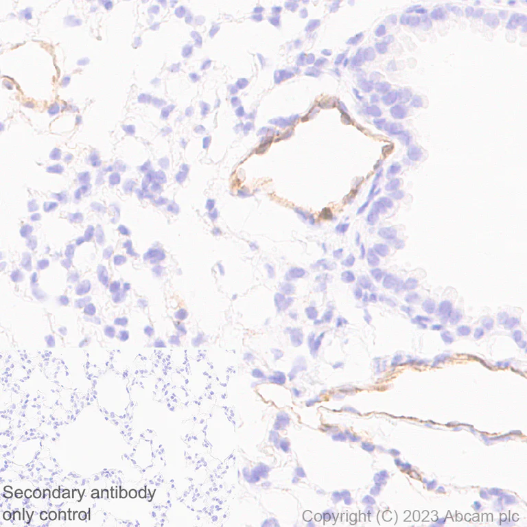 Immunohistochemistry (Formalin/PFA-fixed paraffin-embedded sections) - Anti-Cx40/GJA5 antibody [EPR28370-62] - BSA and Azide free (AB313645)