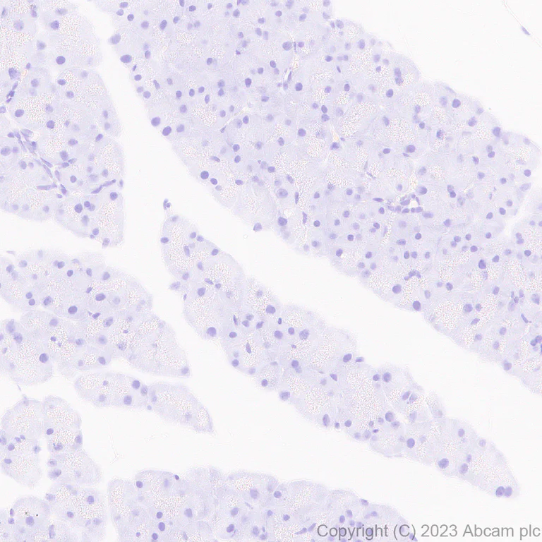 Immunohistochemistry (Formalin/PFA-fixed paraffin-embedded sections) - Anti-Cx40/GJA5 antibody [EPR28370-62] - BSA and Azide free (AB313645)
