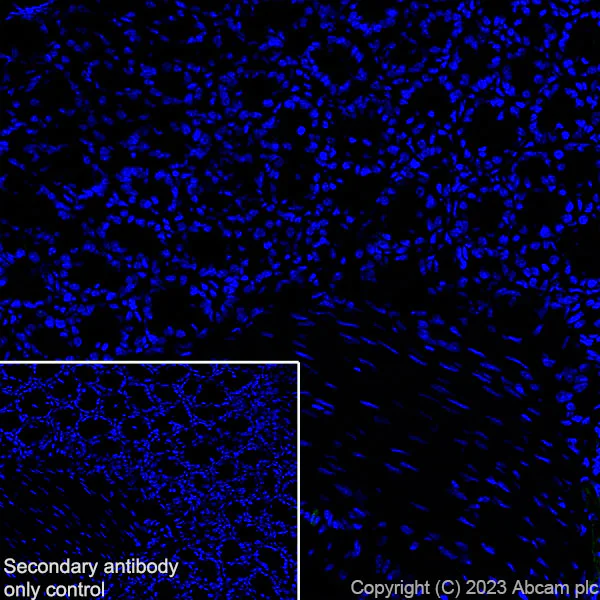 Immunohistochemistry (Frozen sections) - Anti-Cx40/GJA5 antibody [EPR28370-62] - BSA and Azide free (AB313645)
