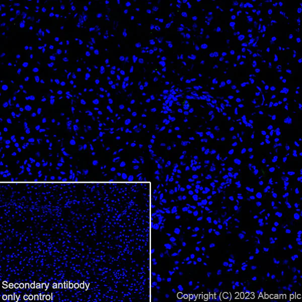 Immunohistochemistry (Frozen sections) - Anti-Cx40/GJA5 antibody [EPR28370-62] - BSA and Azide free (AB313645)