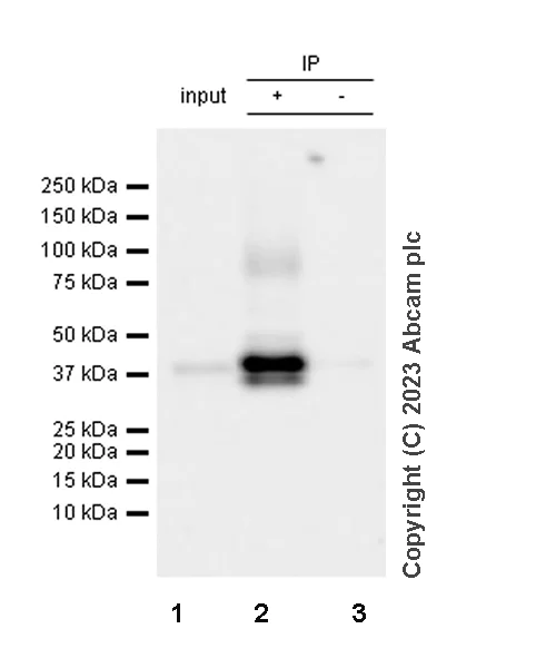 Immunoprecipitation - Anti-Cx40/GJA5 antibody [EPR28370-62] - BSA and Azide free (AB313645)