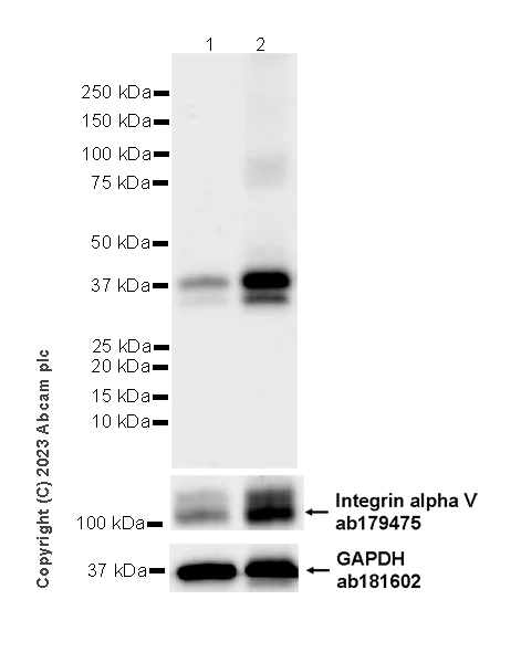 Western blot - Anti-Cx40/GJA5 antibody [EPR28370-62] - BSA and Azide free (AB313645)