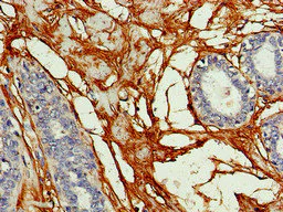Immunohistochemistry (Formalin/PFA-fixed paraffin-embedded sections) - Anti-Cx50 antibody (AB222885)