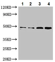 Western blot - Anti-Cx50 antibody (AB222885)