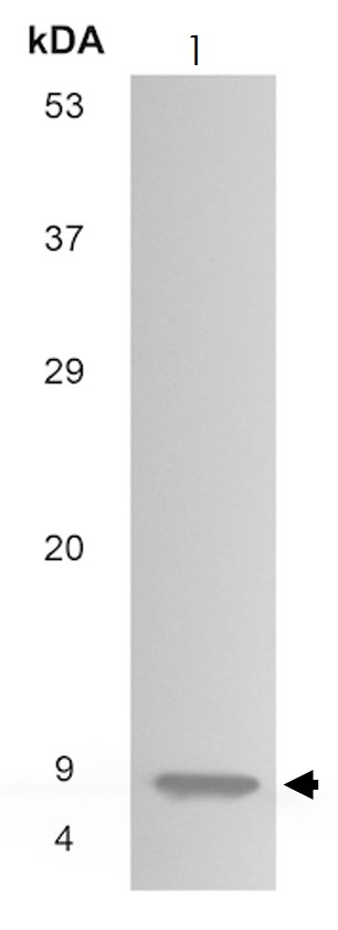 Western blot - Anti-CXCL1/2/3 (pan GRO) antibody [MM0214-11B27] (AB89324), expandable thumbnail