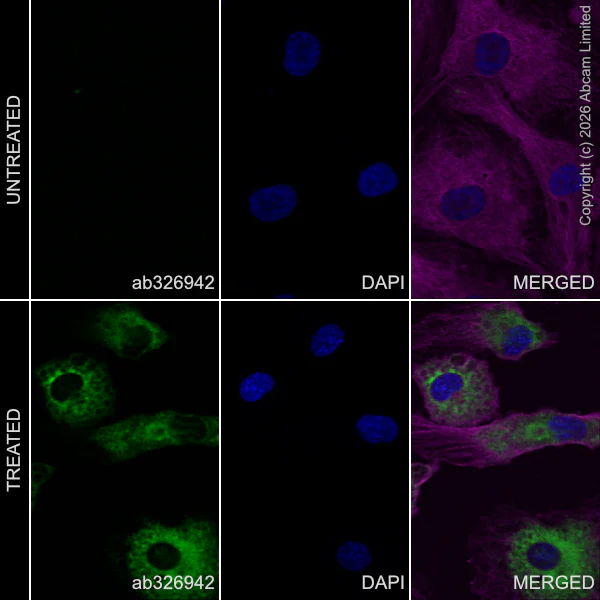 Immunocytochemistry/ Immunofluorescence - Anti-CXCL1 antibody [EPR31264-520] (AB326942)