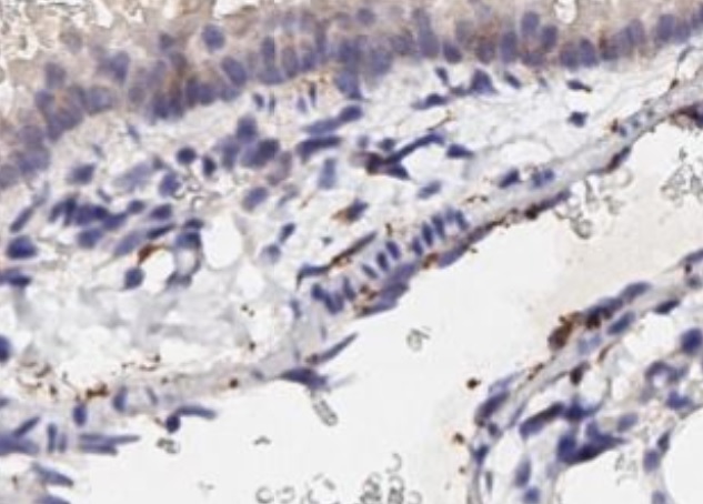 Immunohistochemistry (Formalin/PFA-fixed paraffin-embedded sections) - Anti-CXCL1/GRO alpha antibody (AB269939), expandable thumbnail