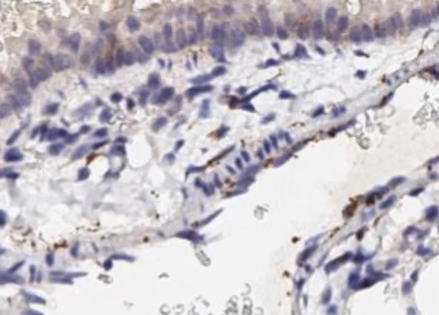 Immunohistochemistry (Formalin/PFA-fixed paraffin-embedded sections) - Anti-CXCL1/GRO alpha antibody (AB269939)