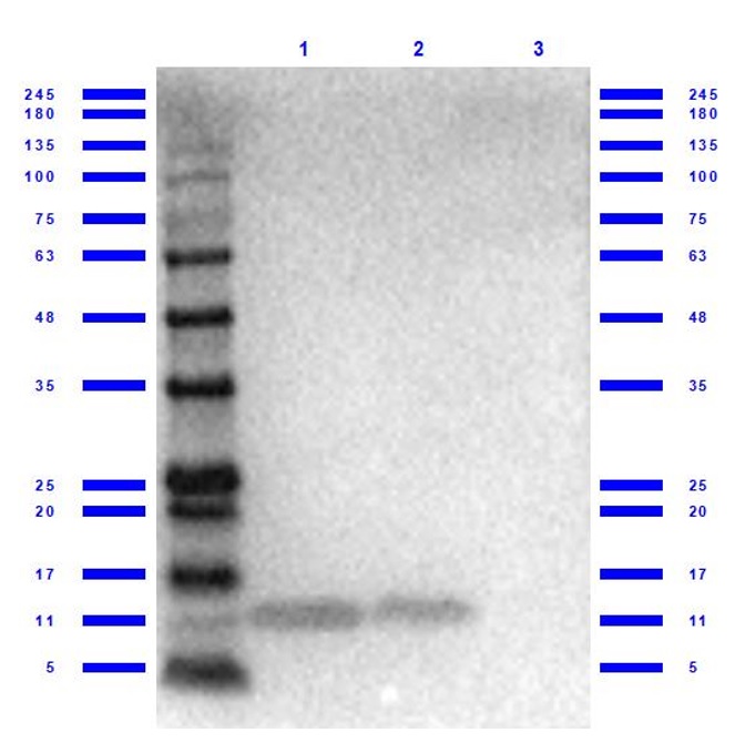 Western blot - Anti-CXCL1/GRO alpha antibody (AB269939), expandable thumbnail