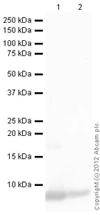 Western blot - Anti-CXCL1/GRO alpha antibody (AB86436)