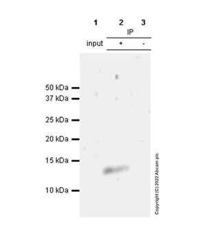 Immunoprecipitation - Anti-CXCL1/GRO alpha antibody [EPR19892] (AB206411), expandable thumbnail