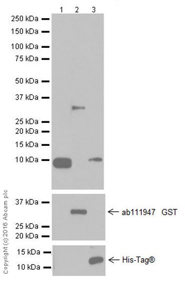 Western blot - Anti-CXCL1/GRO alpha antibody [EPR19892] (AB206411), expandable thumbnail