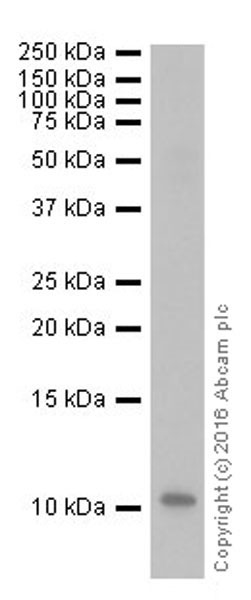 Western blot - Anti-CXCL1/GRO alpha antibody [EPR19892] (AB206411), expandable thumbnail