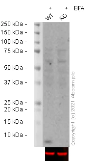 Western blot - Anti-CXCL1/GRO alpha antibody [EPR19892] - BSA and Azide free (AB251456)