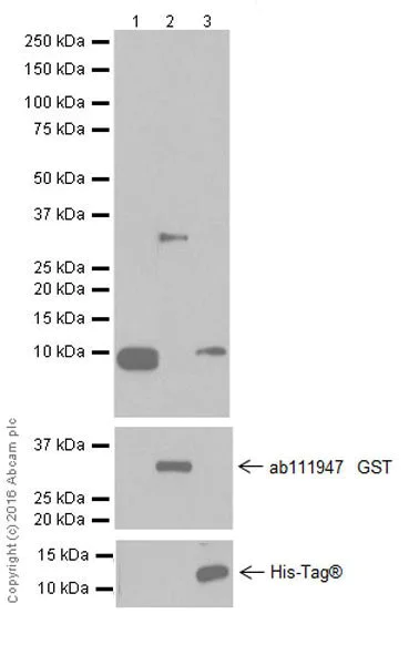 Western blot - Anti-CXCL1/GRO alpha antibody [EPR19892] - BSA and Azide free (AB251456)
