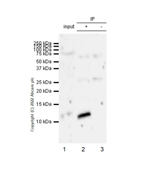 Immunoprecipitation - Anti-CXCL1/GRO alpha antibody [EPR23533-315] - BSA and Azide free (AB307590)