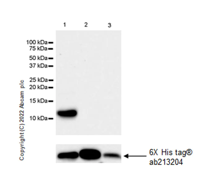 Western blot - Anti-CXCL1/GRO alpha antibody [EPR23533-315] - BSA and Azide free (AB307590)