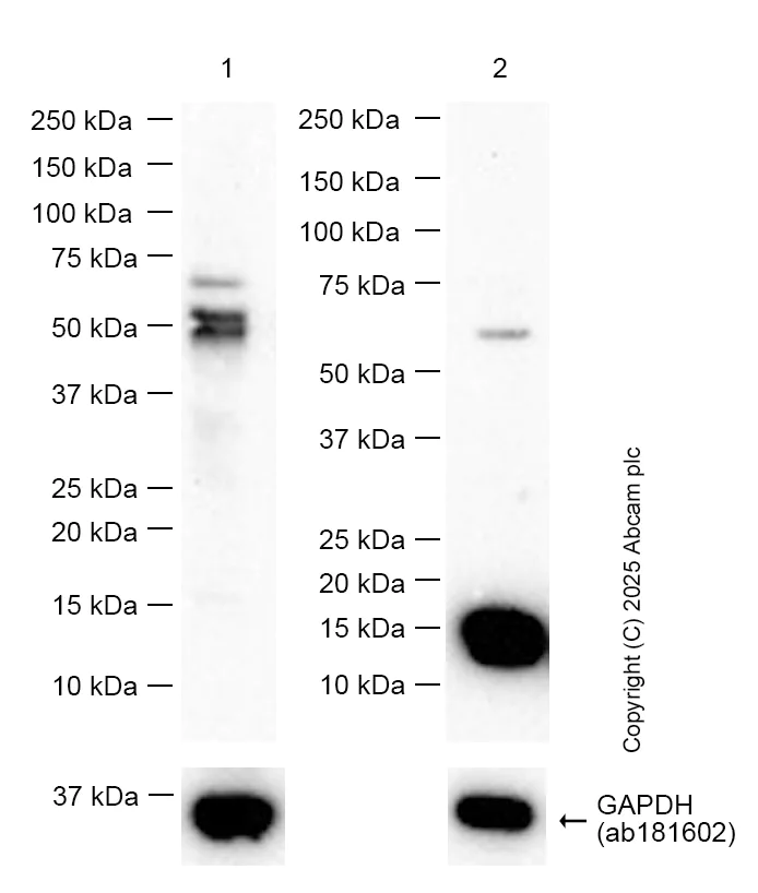 Western blot - Anti-CXCL1/GRO alpha antibody [EPR23533-315] - BSA and Azide free (AB307590)