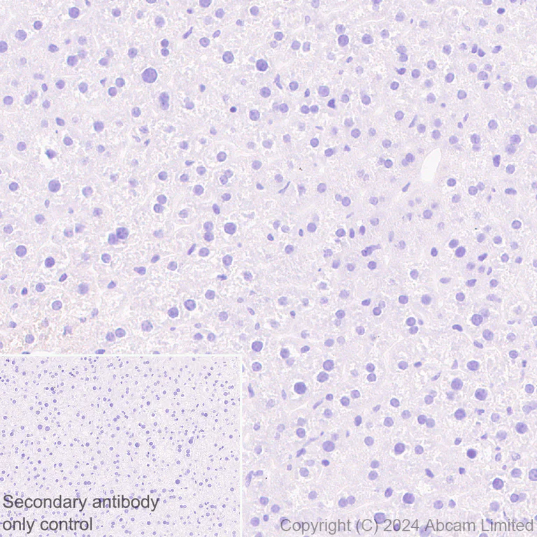Immunohistochemistry (Formalin/PFA-fixed paraffin-embedded sections) - Anti-CXCL1/GRO alpha antibody [EPR28745-123] - BSA and Azide free (AB324777)