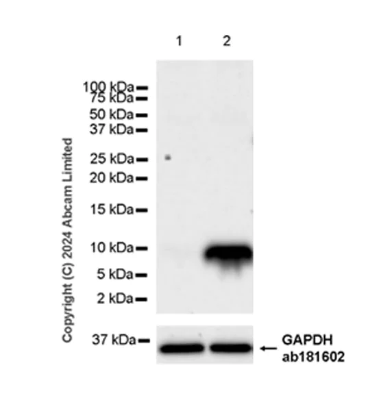Western blot - Anti-CXCL1/GRO alpha antibody [EPR28745-123] - BSA and Azide free (AB324777)