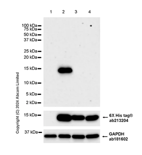 Western blot - Anti-CXCL1/GRO alpha antibody [EPR28745-123] - BSA and Azide free (AB324777)