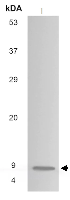 Western blot - Anti-CXCL1/GRO alpha antibody [MM0208-9A18] (AB89318)