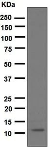 Western blot - Anti-CXCL1/GRO alpha + CXCL2 + GRO gamma antibody [EPR4903] (AB124731)