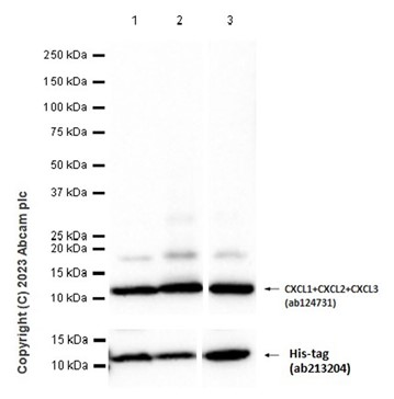 Western blot - Anti-CXCL1/GRO alpha + CXCL2 + GRO gamma antibody [EPR4903] - BSA and Azide free (AB247986), expandable thumbnail