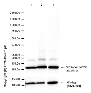 Western blot - Anti-CXCL1/GRO alpha + CXCL2 + GRO gamma antibody [EPR4903] - BSA and Azide free (AB247986)