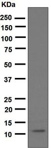 Western blot - Anti-CXCL1/GRO alpha + CXCL2 + GRO gamma antibody [EPR4903] - BSA and Azide free (AB247986), expandable thumbnail