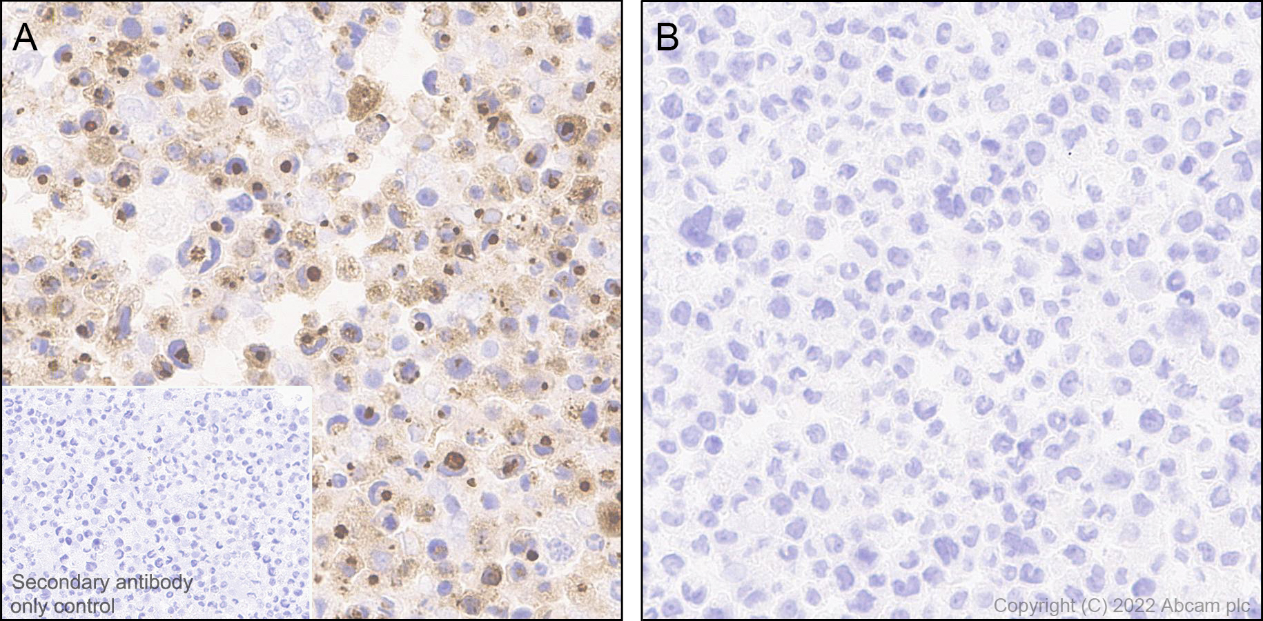 Anti-CXCL10/IP-10 antibody [EPR24674-84] - BSA and Azide free