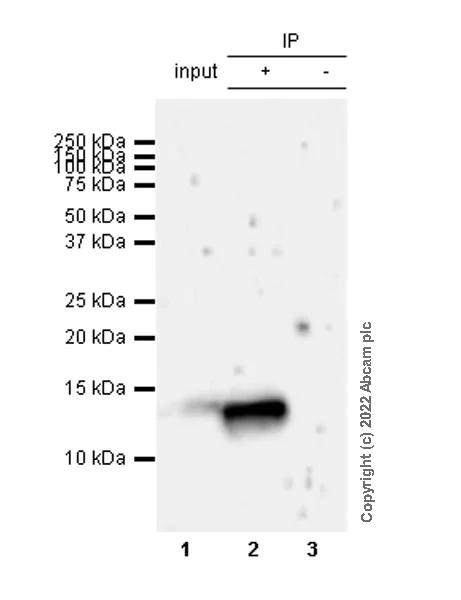 Immunoprecipitation - Anti-CXCL10/IP-10 antibody [EPR24674-84] - BSA and Azide free (AB306588)