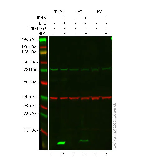 Western blot - Anti-CXCL10/IP-10 antibody [EPR24674-84] - BSA and Azide free (AB306588)