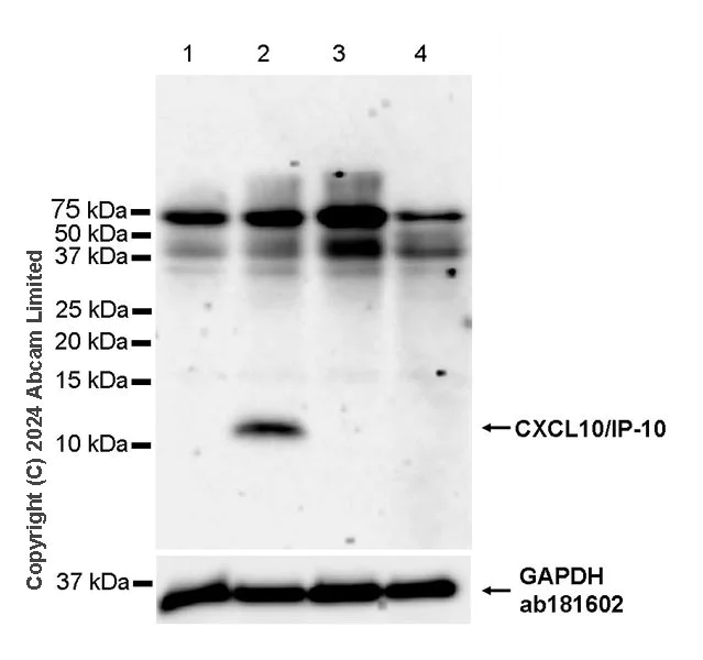 Western blot - Anti-CXCL10/IP-10 antibody [RM2054] (AB318282)