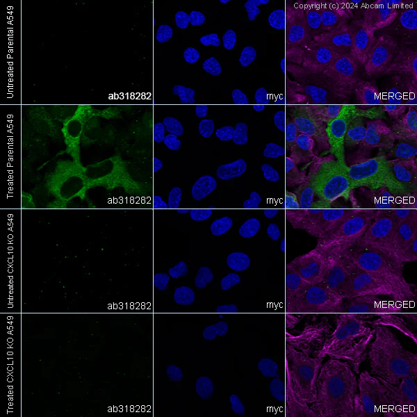 Immunocytochemistry/ Immunofluorescence - Anti-CXCL10/IP-10 antibody [RM2054] - BSA and Azide free (AB318283)