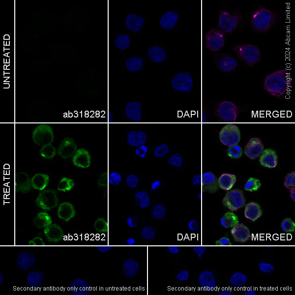 Immunocytochemistry/ Immunofluorescence - Anti-CXCL10/IP-10 antibody [RM2054] - BSA and Azide free (AB318283)